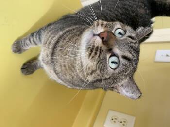 Rescue Domestic Short Hair Cats for Adoption in Keokuk, Iowa - BB | PetCurious