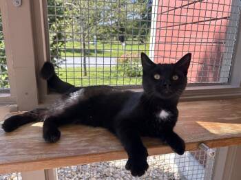 Ronnie -  Domestic Short Hair Cat for Adoption in Arlington, Vermont - Ronnie | PetCurious