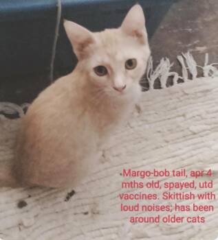 Margo -  American Bobtail Cat for Adoption in Muskegon, Michigan - Margo | PetCurious