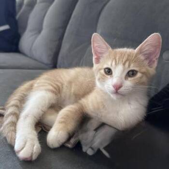 Carl -  Domestic Short Hair Cat for Adoption in Los Angeles, California - Carl | PetCurious