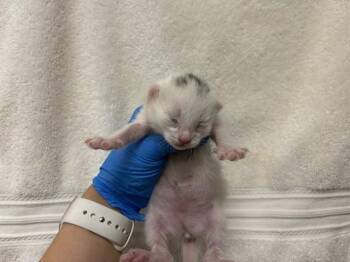 Domestic Short Hair Cats Available for Adoption - VALI | PetCurious