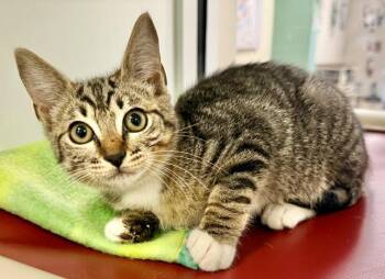 FEBREEZE -  Domestic Short Hair Cat for Adoption in Sarasota, Florida - FEBREEZE | PetCurious