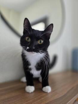 Bella -  Domestic Short Hair Cat for Adoption in Liverpool, Texas - Bella | PetCurious