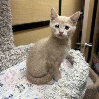 Otto -  Domestic Short Hair Cat for Adoption in Hemet, California - Otto | PetCurious