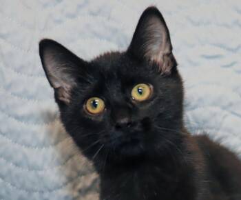 Ruby -  Domestic Short Hair Cat for Adoption in Euclid, Ohio - Ruby | PetCurious