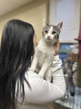 Rescue Domestic Short Hair Cats for Adoption in Myerstown, Pennsylvania - Riesling | PetCurious