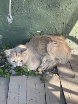 Domestic Medium Hair Cats Available for Adoption in Palmetto, Florida - RALPH | PetCurious