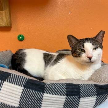 Lizzy -  Domestic Short Hair Cat for Adoption in Fulton, Texas - Lizzy | PetCurious