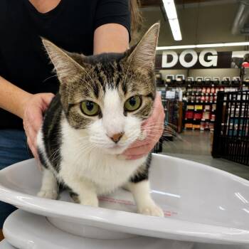 Lucy -  Domestic Short Hair Cat for Adoption in Sacramento, California - Lucy | PetCurious