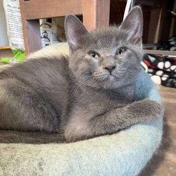 Domestic Short Hair Cats Available for Adoption - Greyson | PetCurious