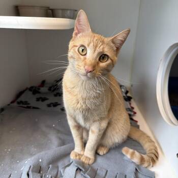 Poncho -  Domestic Short Hair Cat for Adoption in Tulsa, Oklahoma - Poncho | PetCurious