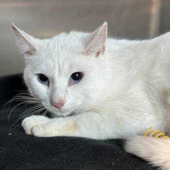Pumpkin Spice -  Domestic Short Hair Cat for Adoption in Matteson, Illinois - Pumpkin Spice | PetCurious