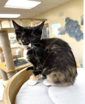 Sheba -  Domestic Short Hair Cat for Adoption in Medina, Ohio - Sheba | PetCurious