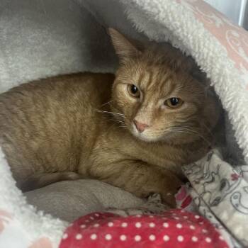 Rescue Domestic Short Hair Cats for Adoption in Crookston, Minnesota - Aang | PetCurious