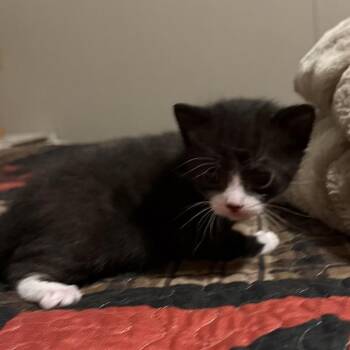 Odin -  Domestic Medium Hair Cat for Adoption in Jefferson City, Tennessee - Odin | PetCurious