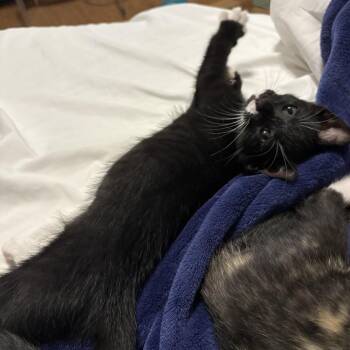 Sarge -  Domestic Short Hair Cat for Adoption in Houston, Texas - Sarge | PetCurious