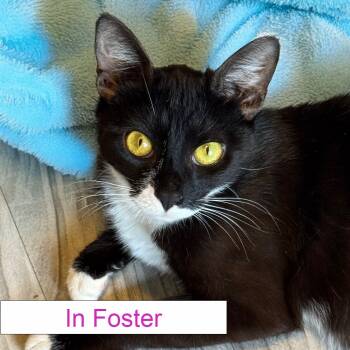 Rescue Domestic Short Hair Cats for Adoption in Chapel Hill, North Carolina - Indy | PetCurious