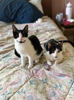 Lucy -  Domestic Short Hair Cat for Adoption - Lucy | PetCurious