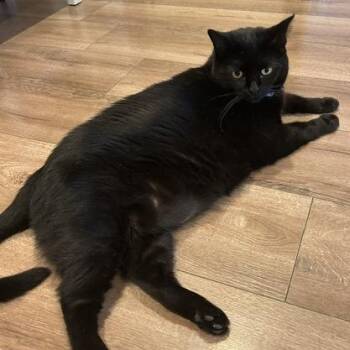Kong -  Domestic Short Hair Cat for Adoption in Long Beach, California - Kong | PetCurious
