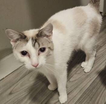 Haru -  Siamese Cat for Adoption in Lee