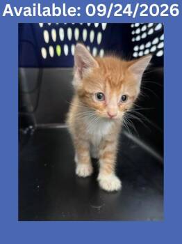 Cat Condo #12 -  Domestic Short Hair Cat for Adoption in Greenville, Texas - Cat Condo #12 | PetCurious