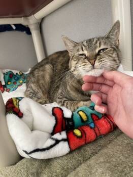 Rescue Domestic Short Hair Cats for Adoption in Oakland, New Jersey - Blanche & Rose | PetCurious