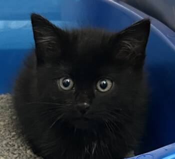 Rescue Domestic Short Hair Cats for Adoption in Golden, Colorado - Bowl Cut | PetCurious