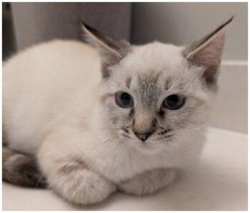 Magolia -  Siamese Cat for Adoption in Oak Ridge, Tennessee - Magolia | PetCurious
