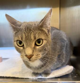 Chloe -  Domestic Short Hair Cat for Adoption in Bloomsdale, Missouri - Chloe | PetCurious