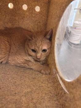 Domestic Short Hair Cats Available for Adoption in West Valley City, Utah - DUCHESS WHISKERTON | PetCurious