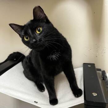 Brunhilda -  Domestic Short Hair Cat for Adoption in Medina, Ohio - Brunhilda | PetCurious