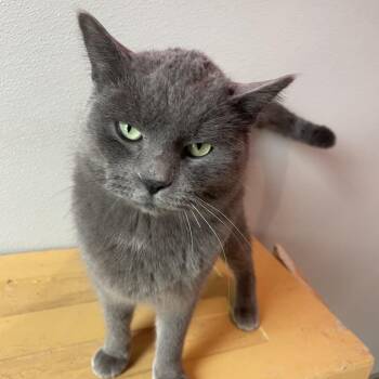 Cosmo -  Domestic Short Hair Cat for Adoption in West Des Moines, Iowa - Cosmo | PetCurious
