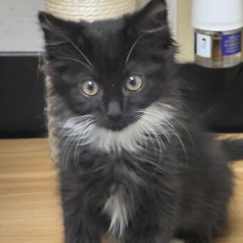 Zoe -  Domestic Medium Hair Cat for Adoption in Pleasant Hill, California - Zoe | PetCurious