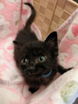 Wave -  Domestic Short Hair Cat for Adoption in Warner Robins, Georgia - Wave | PetCurious