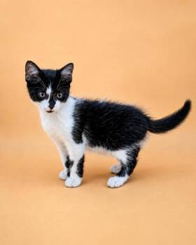 Dodge (Blue) -  Domestic Short Hair Cat for Adoption in Dahlonega, Georgia - Dodge (Blue) | PetCurious