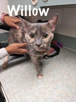 Rescue American Shorthair Cats for Adoption in Perry, Georgia - Willow | PetCurious