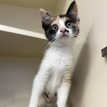 Sweet Pea -  Domestic Short Hair Cat for Adoption in Dayton, Ohio - Sweet Pea | PetCurious