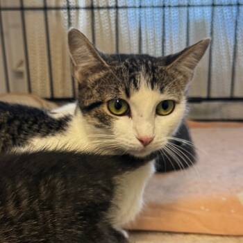 Rescue Domestic Short Hair Cats for Adoption in Clarksdale, Mississippi - Harley | PetCurious