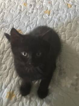 Hershey -  Domestic Short Hair Cat for Adoption in Lambertville, New Jersey - Hershey | PetCurious