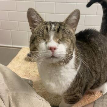 Domestic Short Hair Cats Available for Adoption in Pittsburgh, Pennsylvania - Lucky | PetCurious