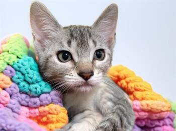 Domestic Short Hair Cats Available for Adoption in Fort Lauderdale, Florida - CINDY | PetCurious