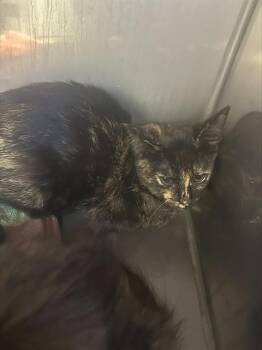 SPECKLE* -  Domestic Short Hair Cat for Adoption in Santa Cruz, California - SPECKLE* | PetCurious