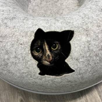 Tori -  Domestic Short Hair Cat for Adoption in Mobile, Alabama - Tori | PetCurious