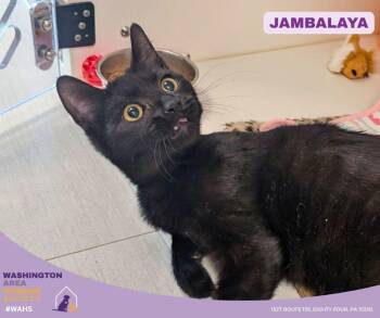 Domestic Short Hair Cats Available for Adoption in Eighty Four, Pennsylvania - Jambalaya | PetCurious