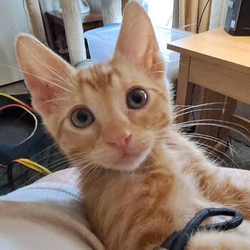 Moe -  Domestic Short Hair Cat for Adoption in Wadena, Minnesota - Moe | PetCurious