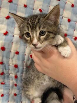 Domestic Medium Hair Cats Available for Adoption in Vacaville, California - Echo | PetCurious