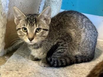 Rescue Tabby Cats for Adoption in Scottsburg, Indiana - Dexter | PetCurious