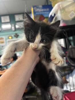 Finn -  American Shorthair Cat for Adoption in Rockport, Texas - Finn | PetCurious
