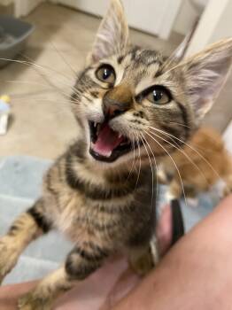 Rescue Domestic Short Hair Cats for Adoption in Albany, Wisconsin - Webber | PetCurious