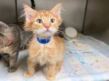 EMERY -  Domestic Long Hair Cat for Adoption in Fort Wayne, Indiana - EMERY | PetCurious